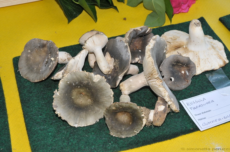 Mostra micologica a Villa Ankuri - PT